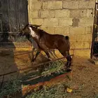 فحل ادهم ادبس