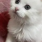 قطط شيرازي للبيع