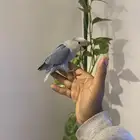 روز اليف وهدد نشبه شرط