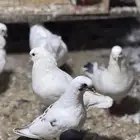 كنق حمام للبيع جملة
