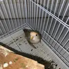 عصافير روز
