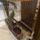 طير ببغاء دره هندي العمر شهرين