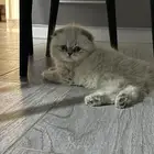 للبيع القطط سكوتش