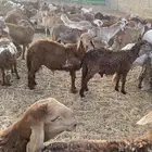 60 طليان سواكني تربية اكثر من 5 شهور