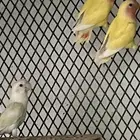 طبات و اجواز وفردات روز بصحه 100 100