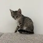 قط للتبني