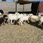 غنم مقاني صغار سن كفو