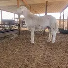 للبيع مشاريع فحول حريه طيبه جدا