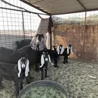 للبيع ومعزاء متاويم