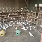 للبيع حمام و دجاج رومي و دجاج حبشي