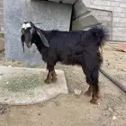 تيس عمره حوالي ثمانية شهور