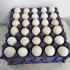 بيض بلدي مخصب للأكل والفقاسة