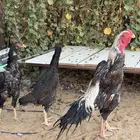 طقمين شامو ياباني