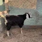 تيس ثلاجة