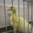 بطه ب15 بصحه ممتازه