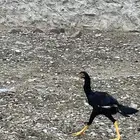 فرخ ديك باكستاني