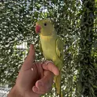 ذكر دره اليف و متكلم و طفره جميله و نادره