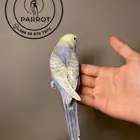 بادجي رينبو اليف للبيع