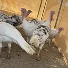 ديك رومي