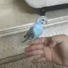 طير باذجي اليف جدا  جدا  على السوم