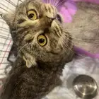 قط سكوتش فولد منقذ للتبني