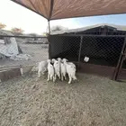 بهم تربيه