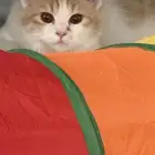 لتبني