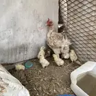 دجاجه مفرخه