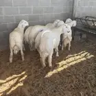 طليان حريات جذعان