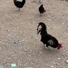 دجاج للبيع