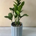 نبات داخلي