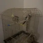 ببغاء