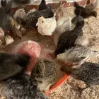 صوص دجاج بلدي