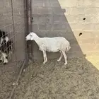 للبيع نعجه مضرع