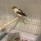 جوز كناري سوري ملطش تم البيع