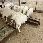 ضان حصيب