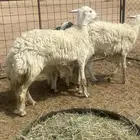 للبيع شياه ولد حري صنف