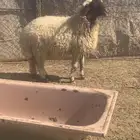 فحل نعيمي ثني الطلي ينسف ويقرع الموقع المجمعه