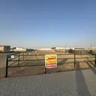 حوش ابل للتقبيل سوق البل غرب الرياض