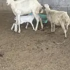 نعجه منتوج ثني معها رخل وفرير ماهو ولدها