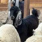 تيس شحم. (تم البيععع )