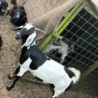 عنز مضرع