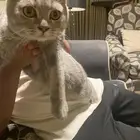 قطة (سكوتش) للبيع