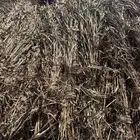 قصب مابين يابس وأخضر