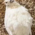 سمان تكساس
