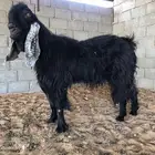 تيس فحل((تم البيع))