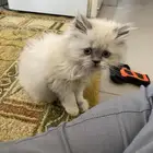قطة صغيرة