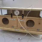 حضانة صوص دجاج