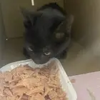 قطه صغيره للتبني