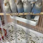 فردات روز بلد اوبلاين